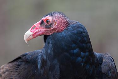 Turkey Vulture - Head